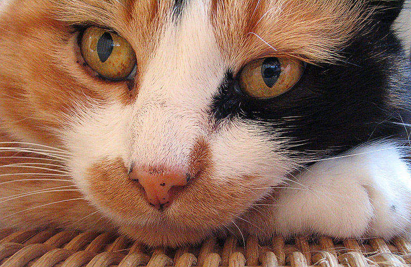 micia003.jpg