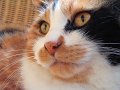 micia002