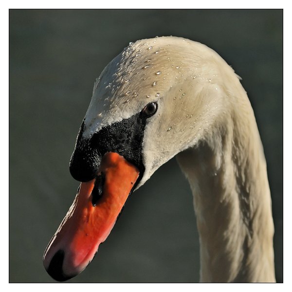cigno06.jpg