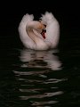 cigno001d_1