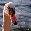 cigno004