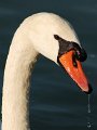 cigno02