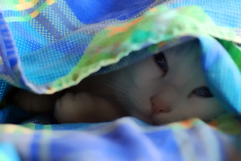 cocco031.jpg