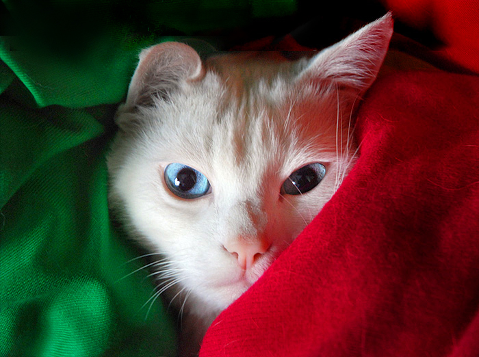 tricolore_n.jpg