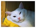 cocco039
