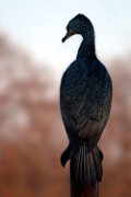cormorano