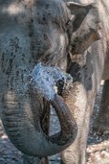 elefante01