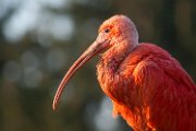 ibis_rosso04