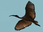 ibis_sacro01