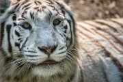 tigre-b01