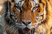 tigre01-3_2a