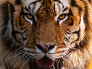 tigre01