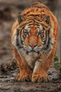 tigre01_2a