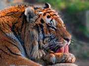 tigre02