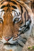 tigre04