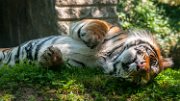 tigre05