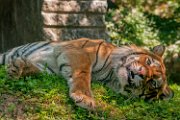 tigre08