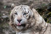 tigre_b01