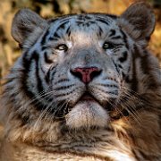 tigre_bianca001