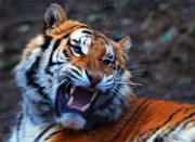 tigre_obelix01