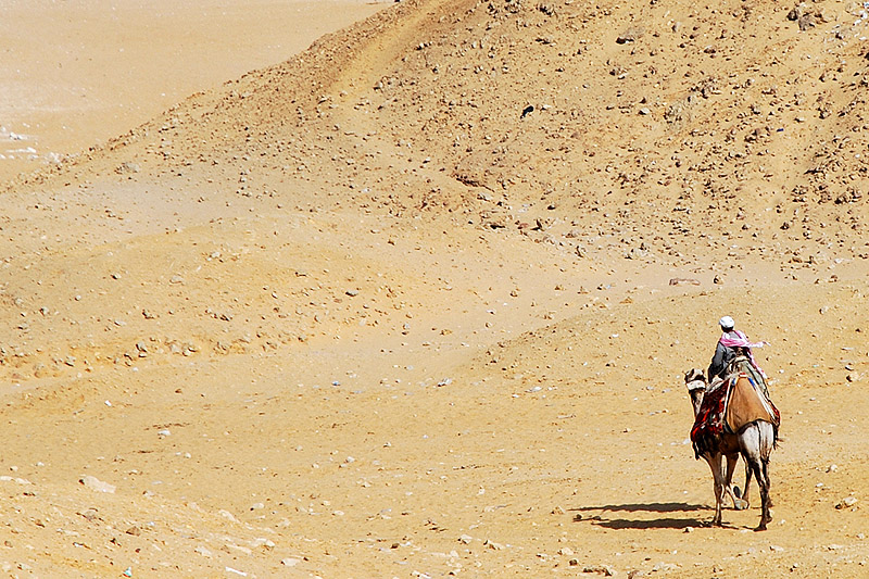 cammello_deserto.jpg