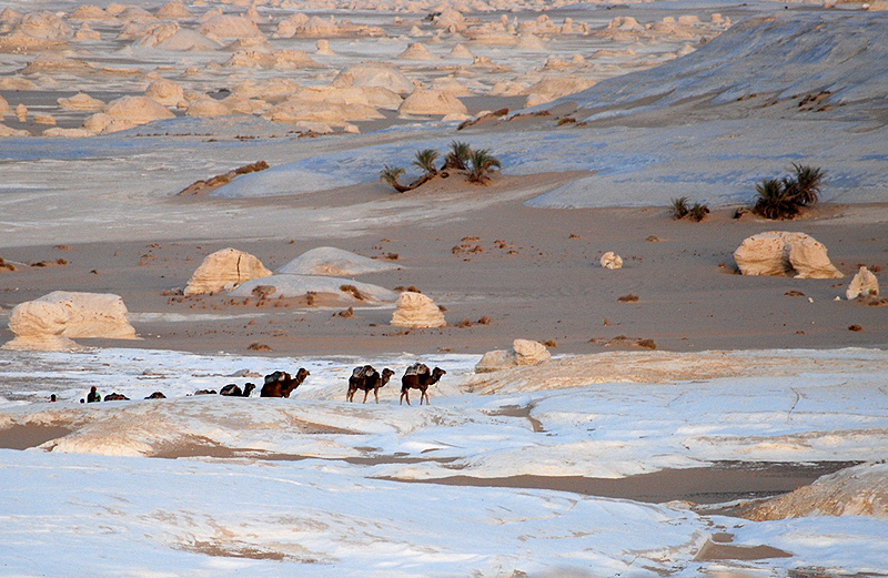 deserto_bianco_cammelli.jpg