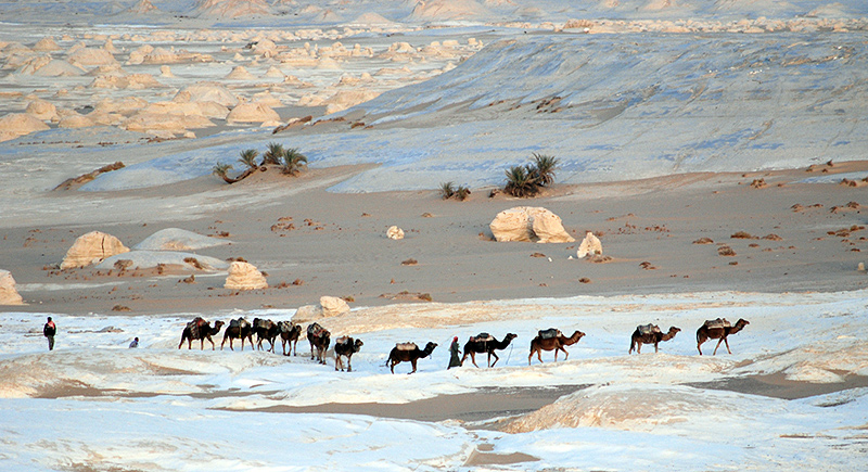deserto_bianco_cammelli01.jpg