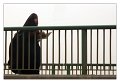cairo_donna_velata