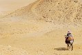 cammello_deserto