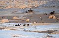 deserto_bianco_cammelli