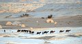 deserto_bianco_cammelli01