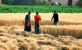 lavori_campi01
