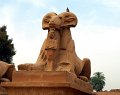 sfinge_ariete_karnak