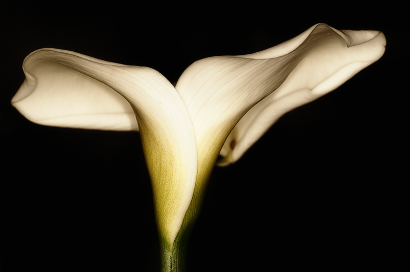 calla01.jpg