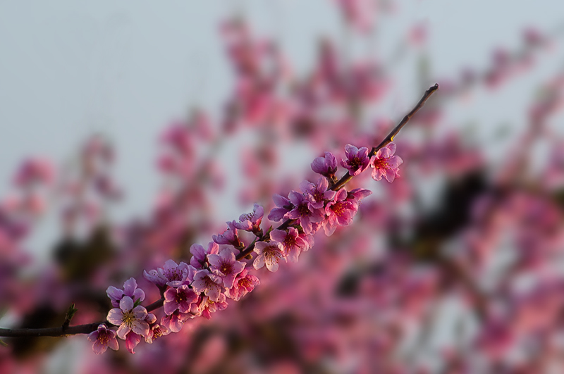 fiori_pesco.jpg