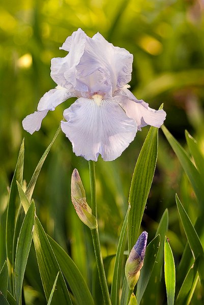 iris02a.jpg