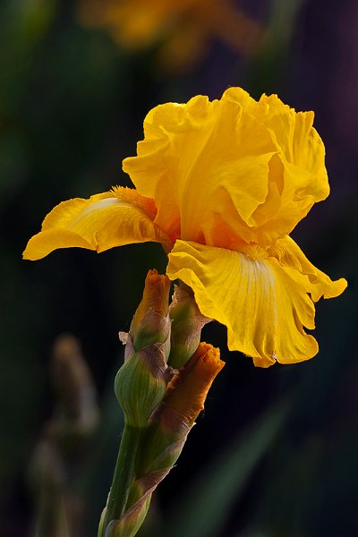 iris03.jpg