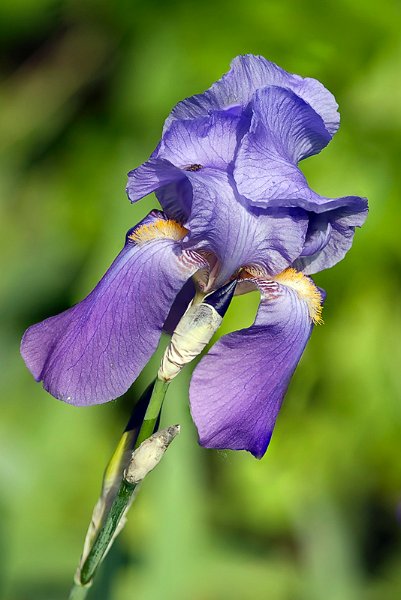iris04.jpg