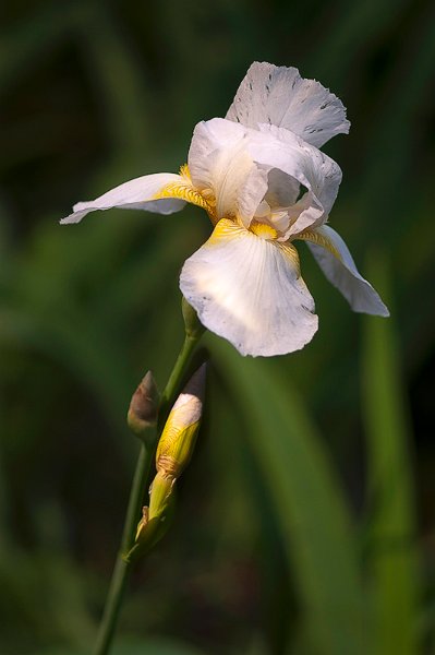 iris05.jpg