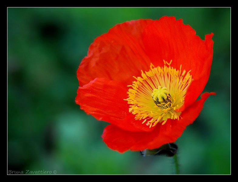 papavero_rosso1.jpg