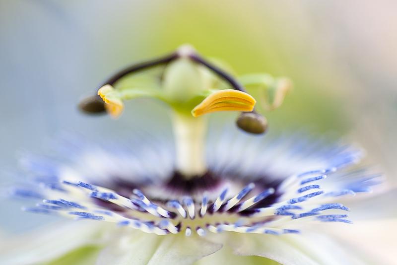 passiflora02.jpg