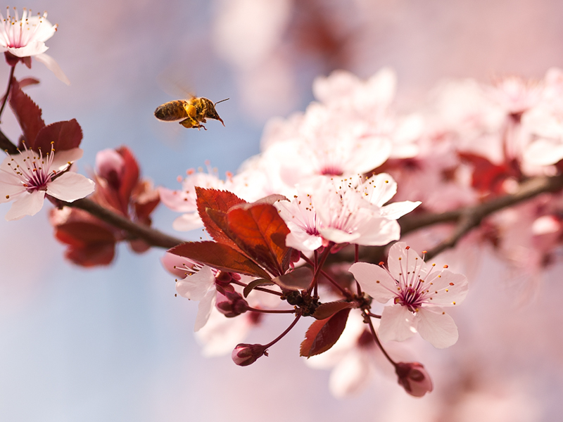 primavera01.jpg