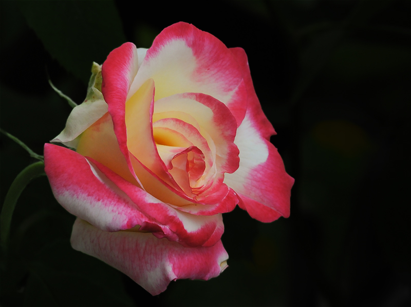 rosa.jpg