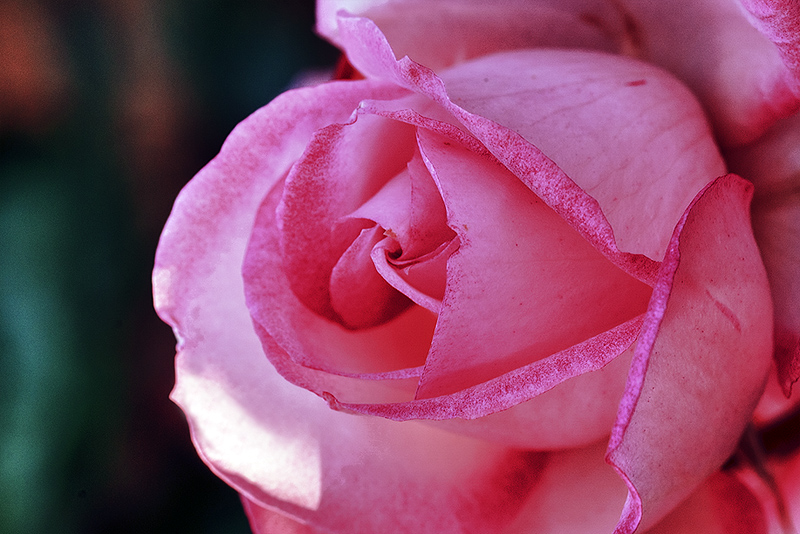 rosa_hdr.jpg