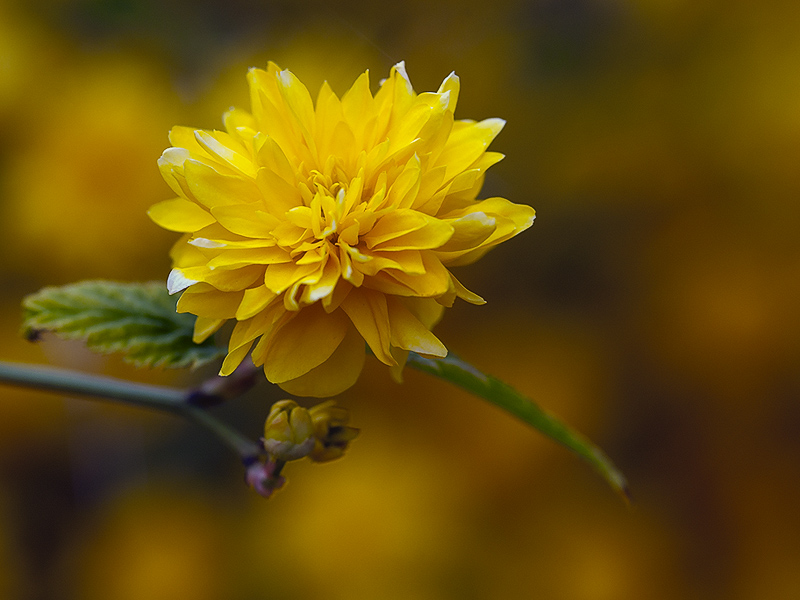 rosellina_j001.jpg