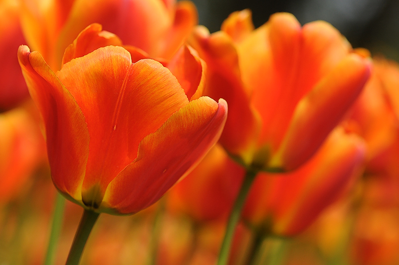 tulipani2010_01.jpg