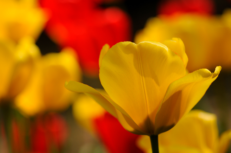tulipani2010_02.jpg