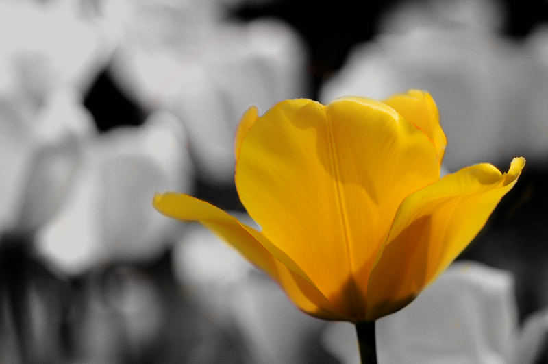 tulipani2010_02des_par.jpg
