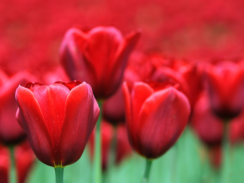 tulipani2010_03.jpg