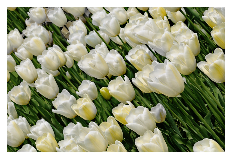 tulipani2010_05.jpg